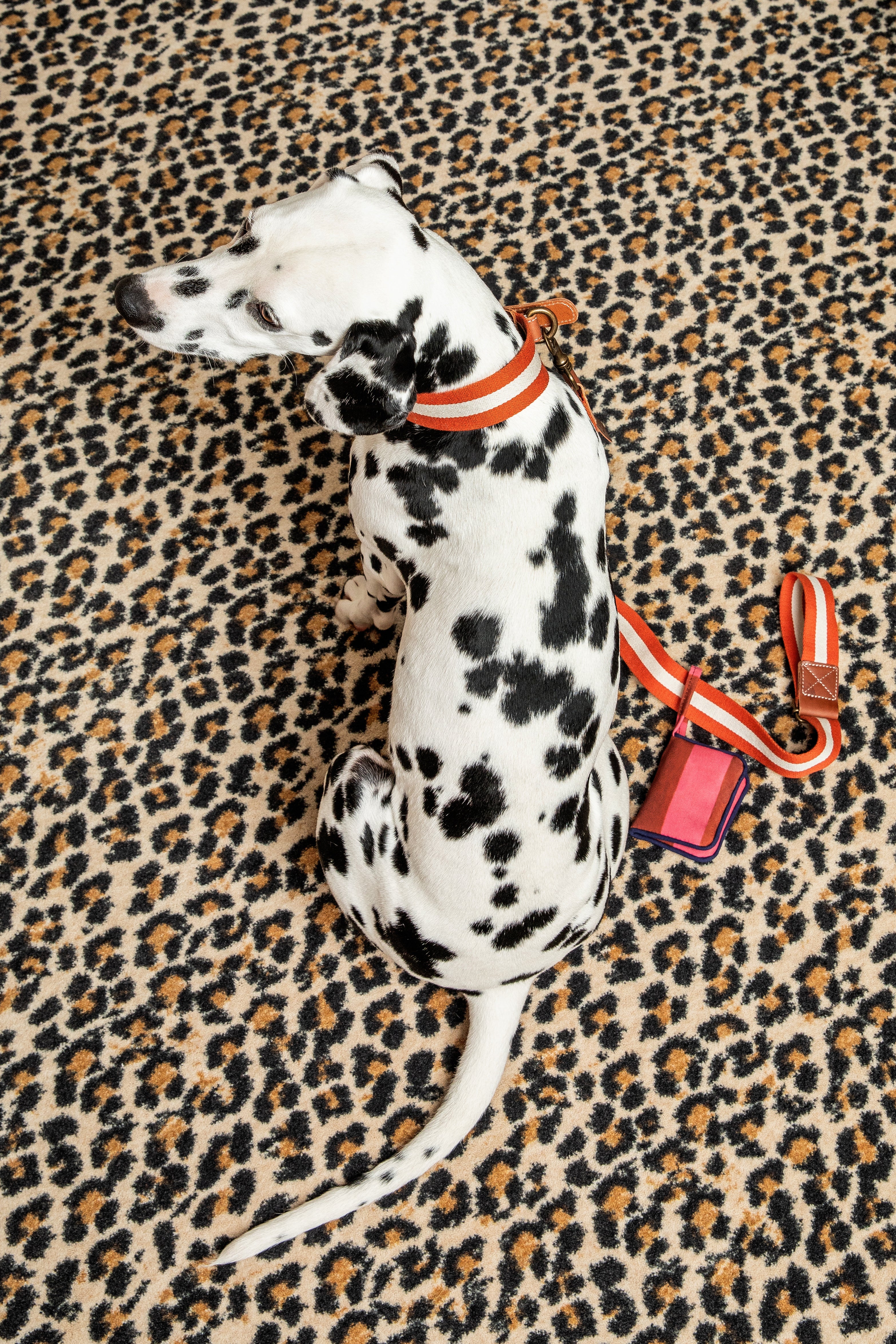Dog Collar Rust Medium X Lisa Corti - Image 6